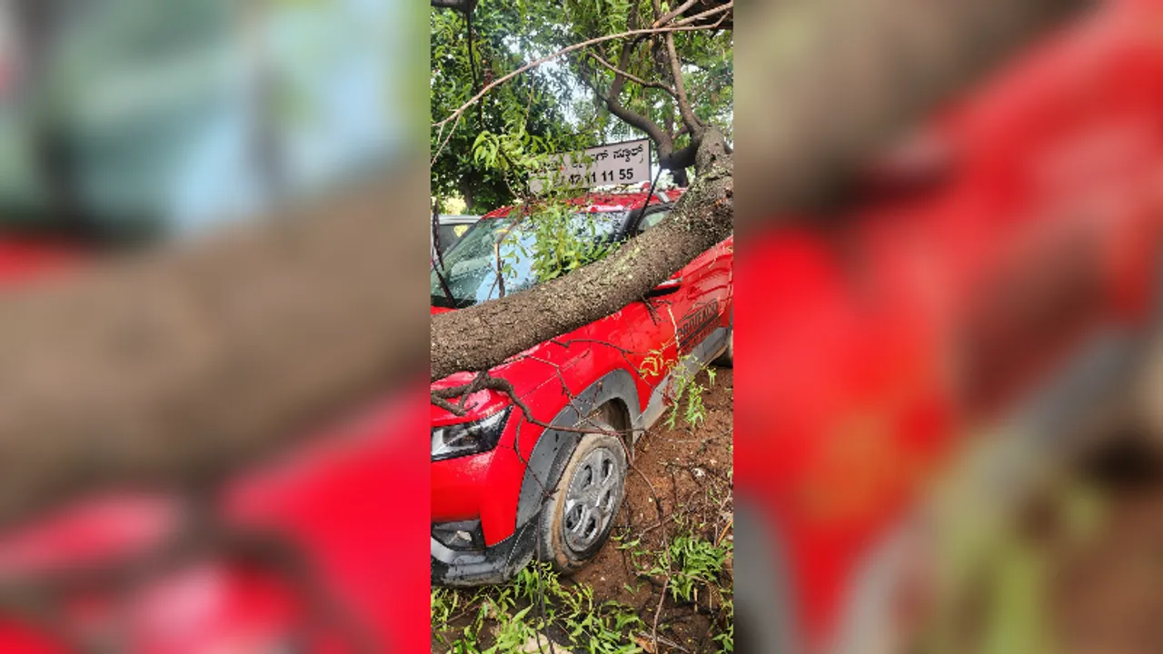 Bengaluru: BBMP launches WhatsApp numbers for reporting tree hazards in city