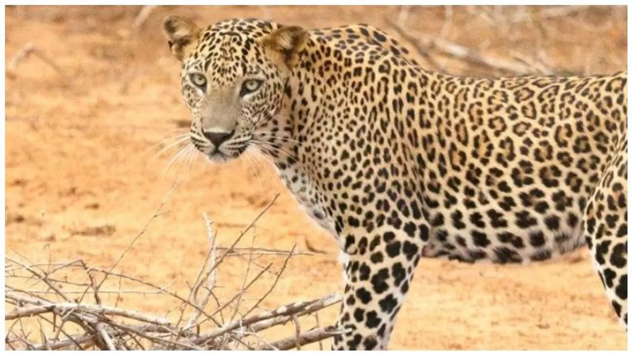 Bengaluru: India’s largest leopard safari opens at Bannerughatta Biological Park