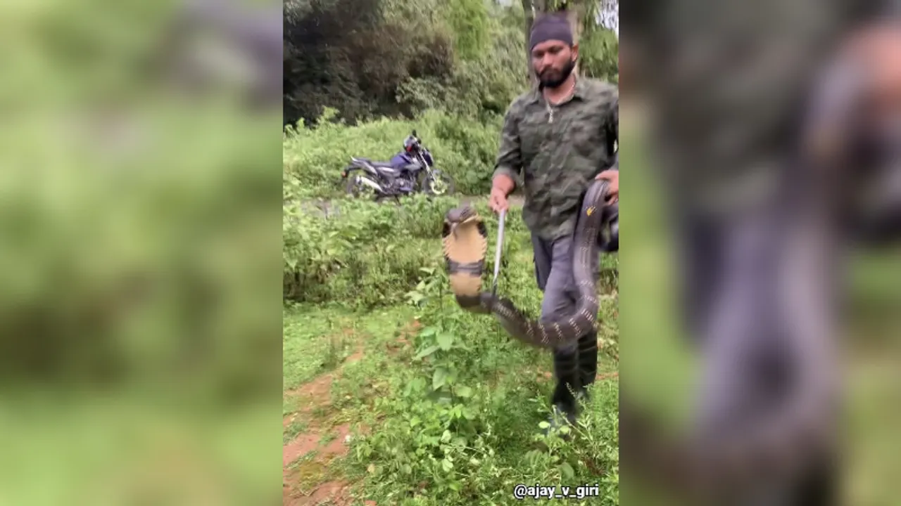 Karnataka: 12-foot King Cobra rescued in Agumbe village