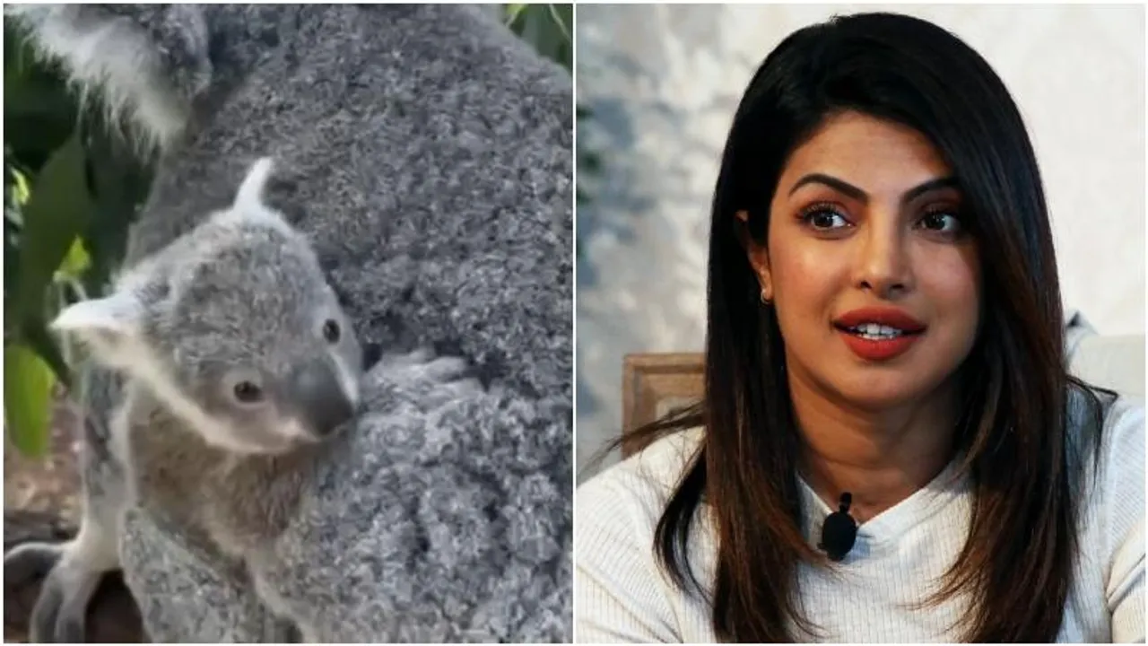 Priyanka Chopra meets adorable Koala named after her in Australia
