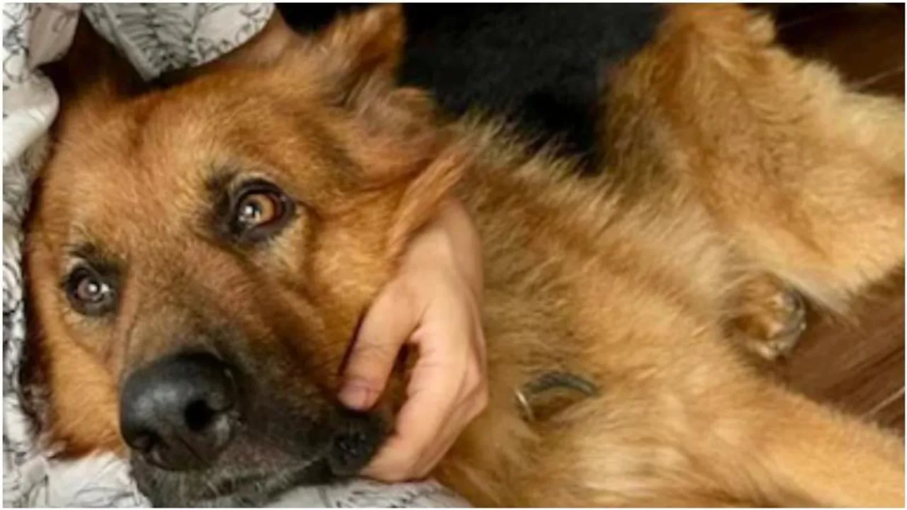 Rashmika Mandanna mourns the loss of her beloved pet Maxi