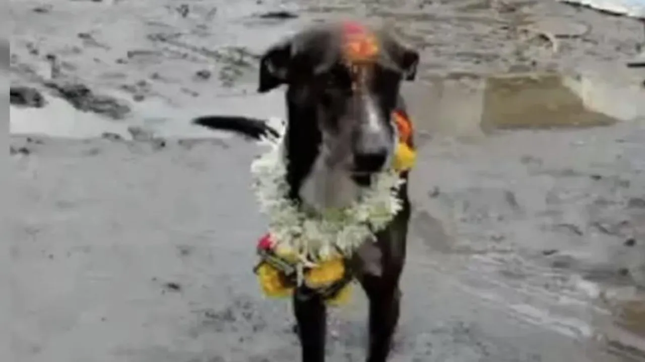 Karnataka: Lost dog returns home, sparks celebration in Yamagarni village