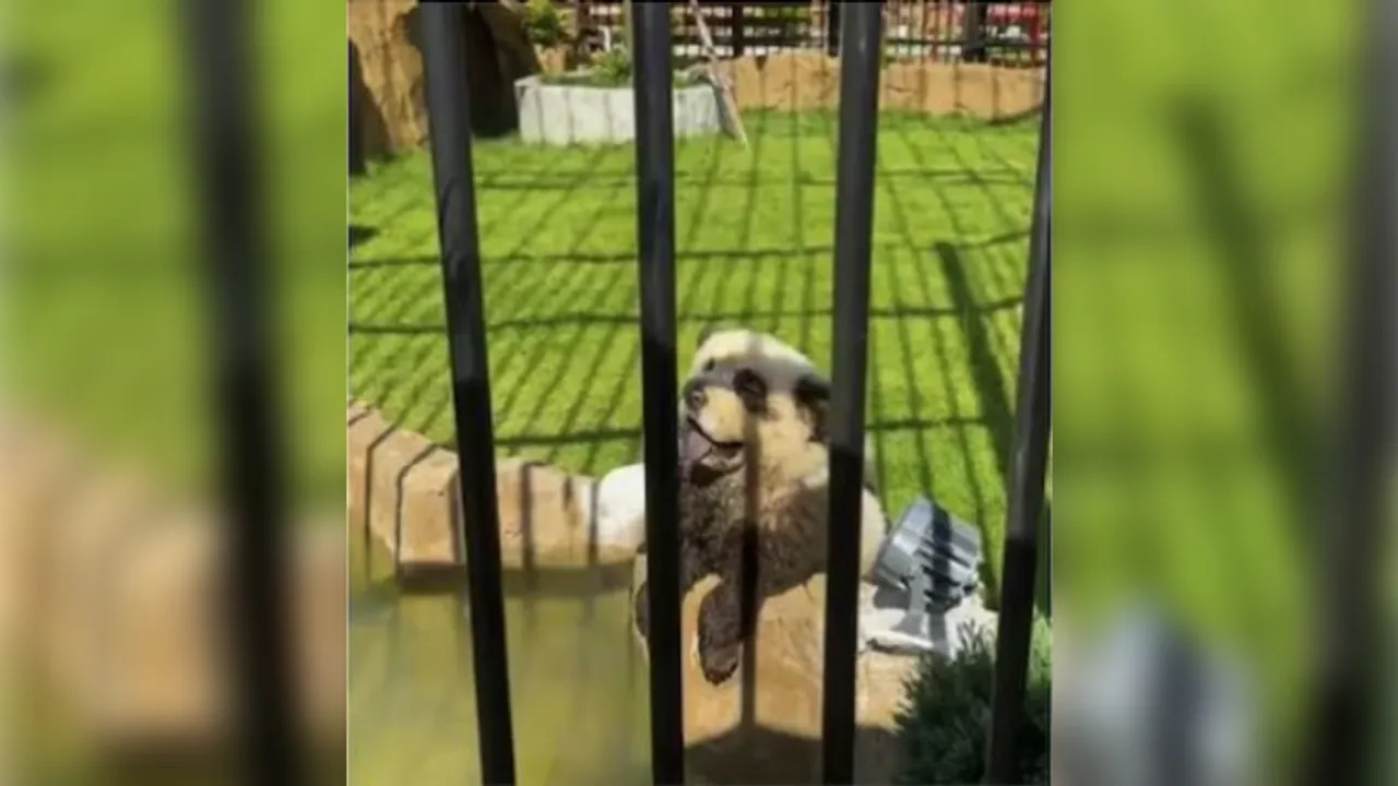 Chinese zoo under fire after 'pandas' revealed to be painted dogs