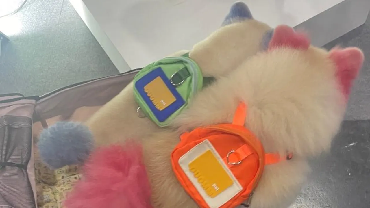 BBMP to celebrate Kukur Tihar Festival, promote dog welfare initiatives on October 17