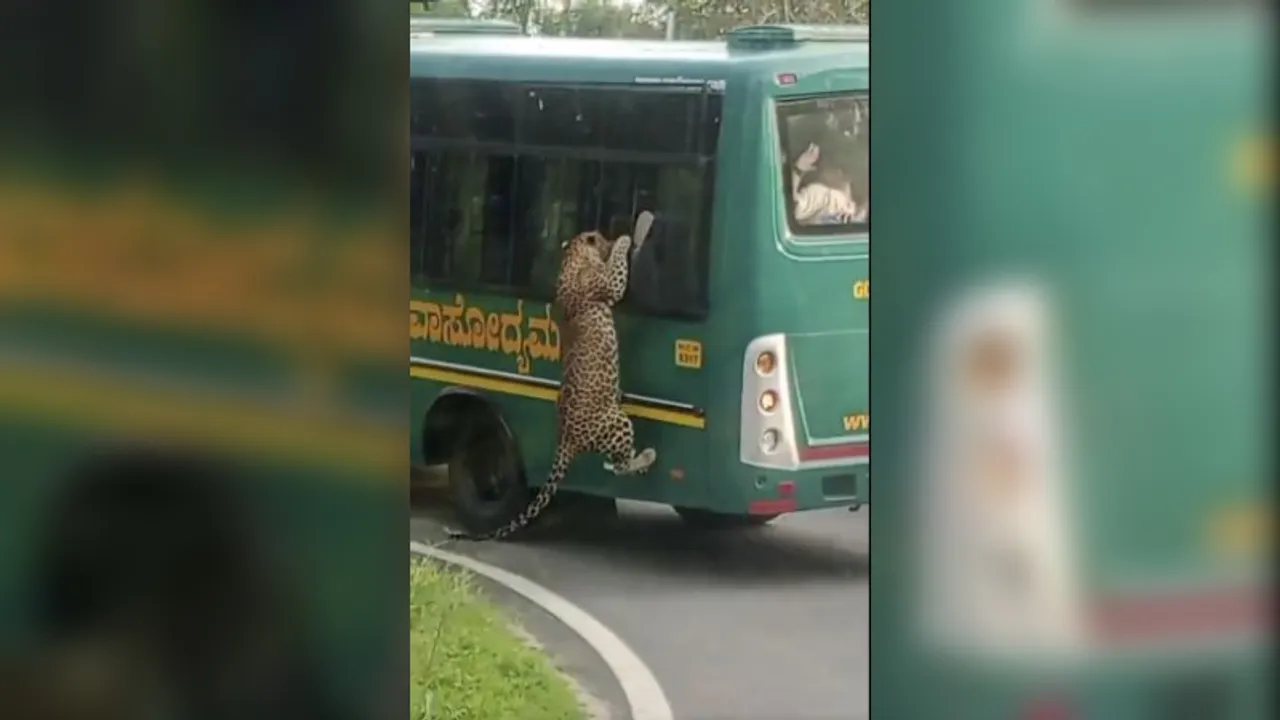 Bengaluru: Leopard clings to bus at Bannerghatta Safari, raises safety concerns