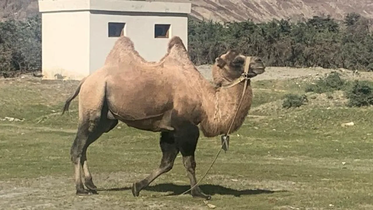 Indian Army turns to Bactrian Camels for logistics support in Ladakh's terrain