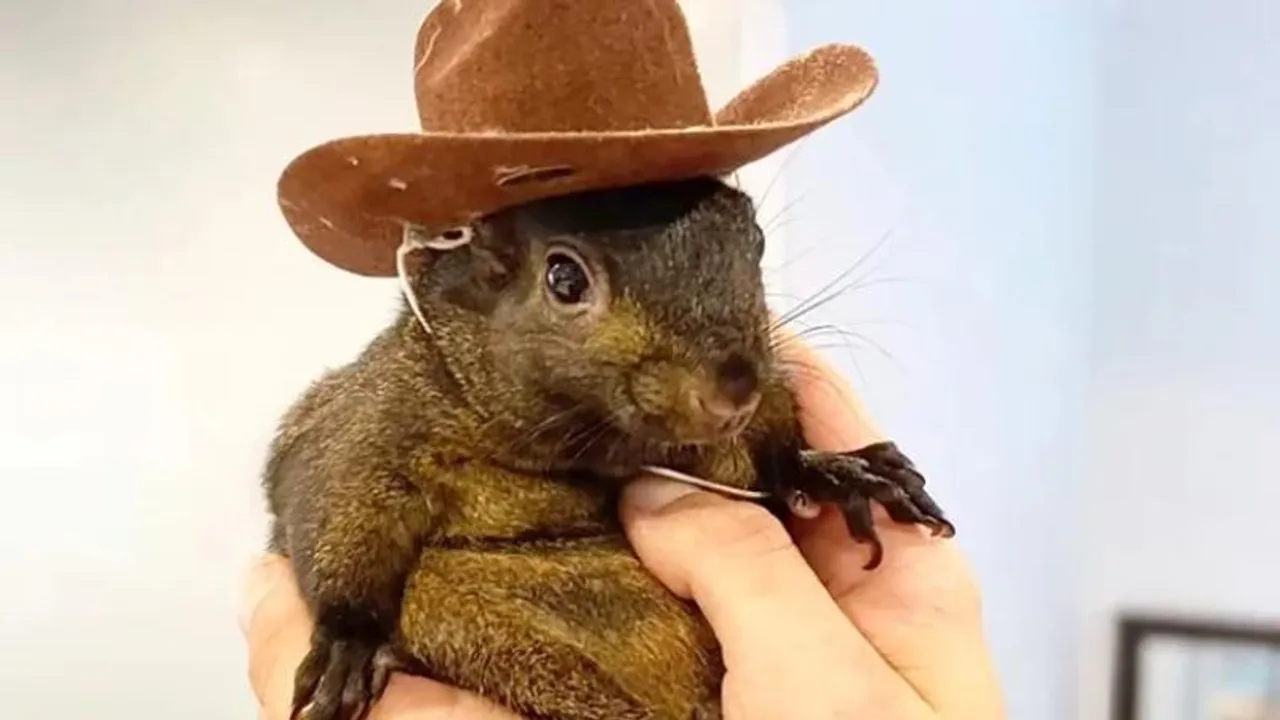 'Heartless and mindless': Elon Musk's criticism over euthanising the squirrel 'Peanut'