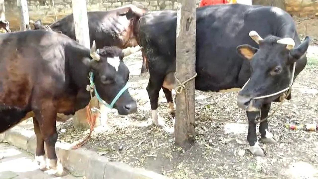 Cruel attack on cows sparks outrage in Bengaluru