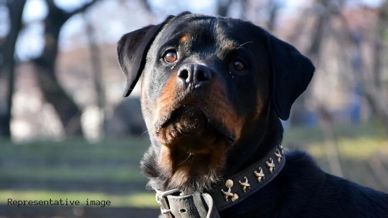 Bengaluru: Rottweiler attacks child and father in Indiranagar