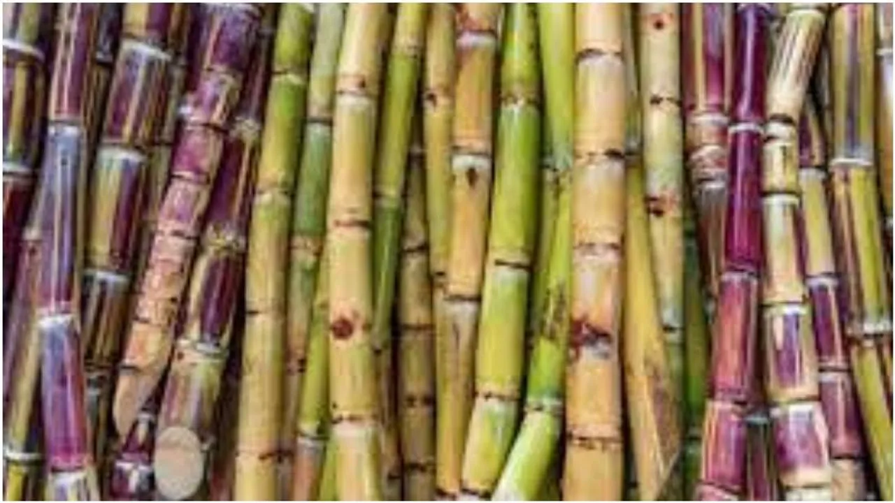 Sugarcane demand peaks in Bengaluru markets ahead of Makar Sankranti