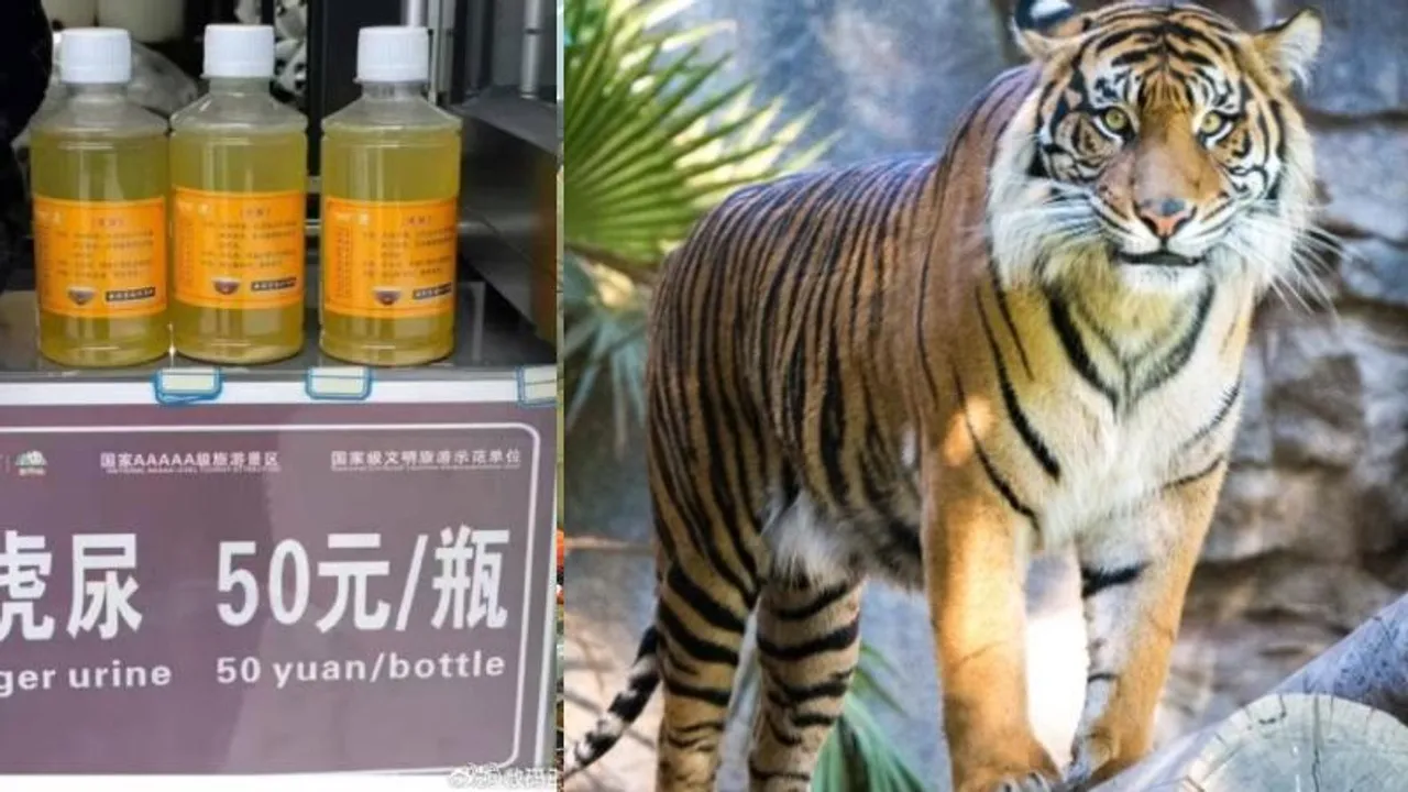 Huge demand for tiger urine creates controversy in China; 250g bottle for Rs 596