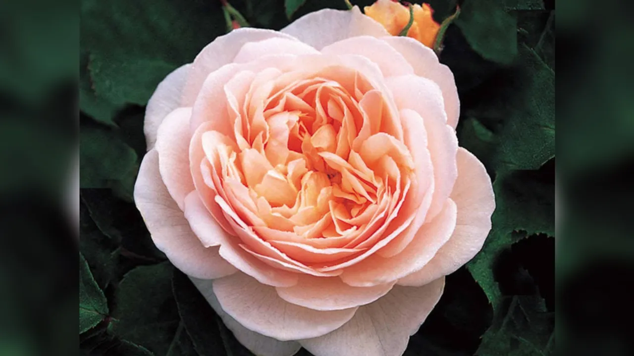 Valentine’s Day: Express your love with world's most expensive rose - Juliet Rose!