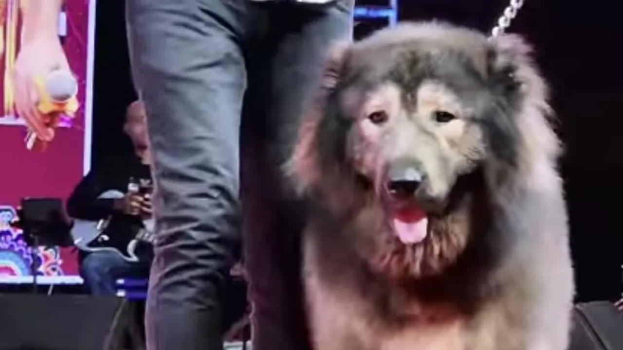 ED probes Bengaluru man over alleged Rs 50 crore Wolfdog purchase