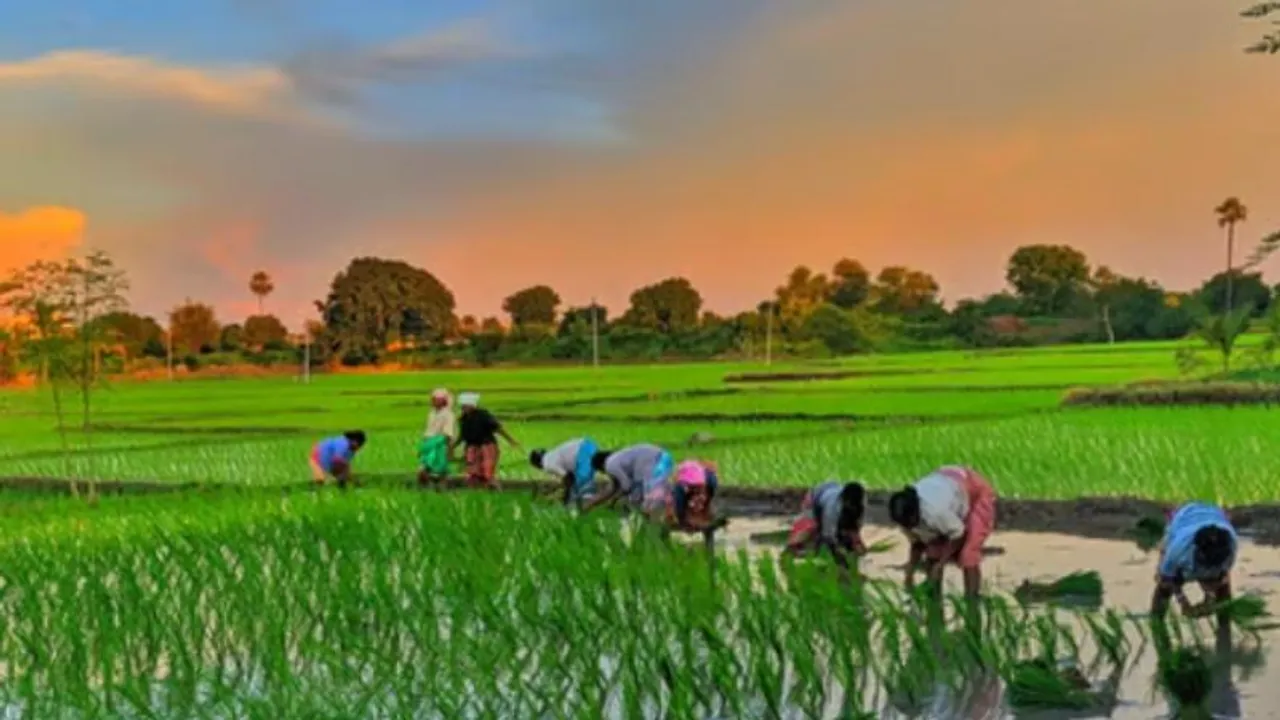 Mandya to get Agricultural University; Siddaramaiah’s budget boosts farmers
