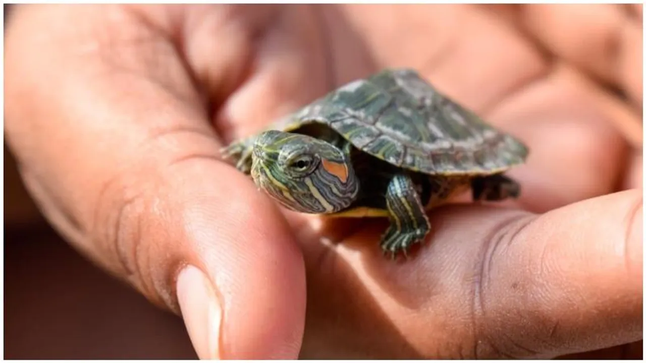 Bengaluru customs foil smuggling attempt, rescue 3,000 turtles from Malaysia