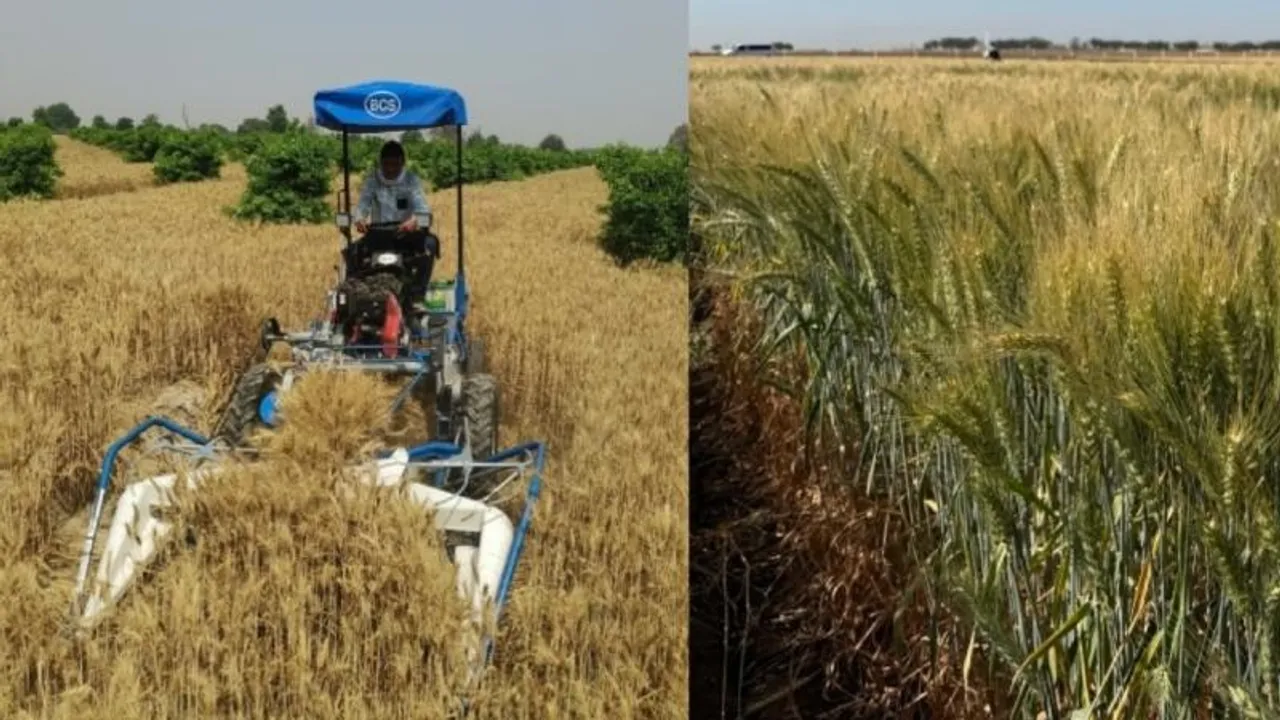 Border tensions prompt early wheat harvest along India-Pak border