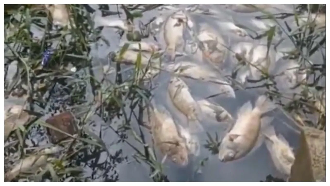 Toxic waters after Bengaluru rains lead to mass fish deaths in city lakes