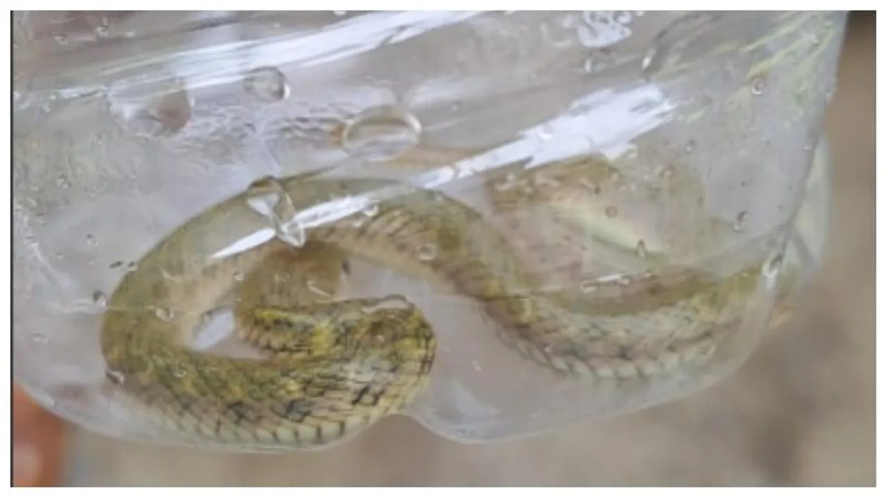 Snake sightings surge in Sai Layout as rainwater recedes in Bengaluru
