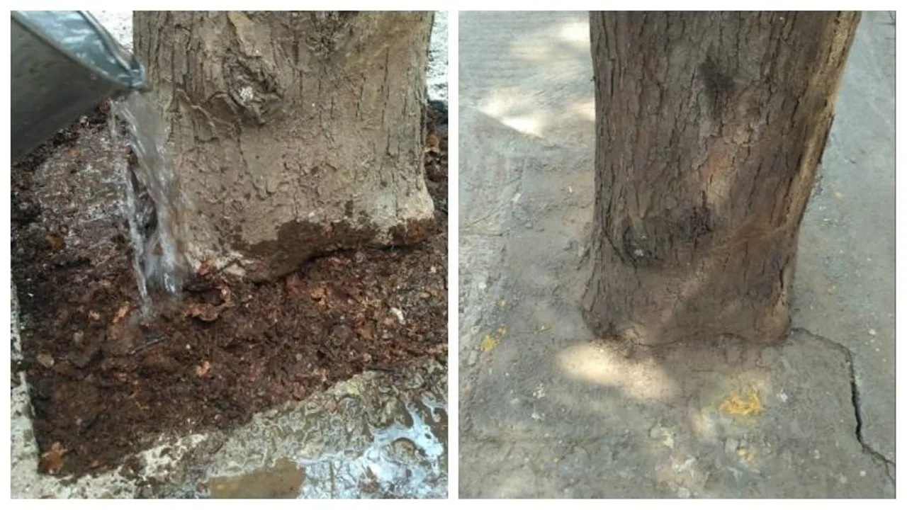 Forest Minister Eshwar Khandre orders deconcretization around trees across Karnataka