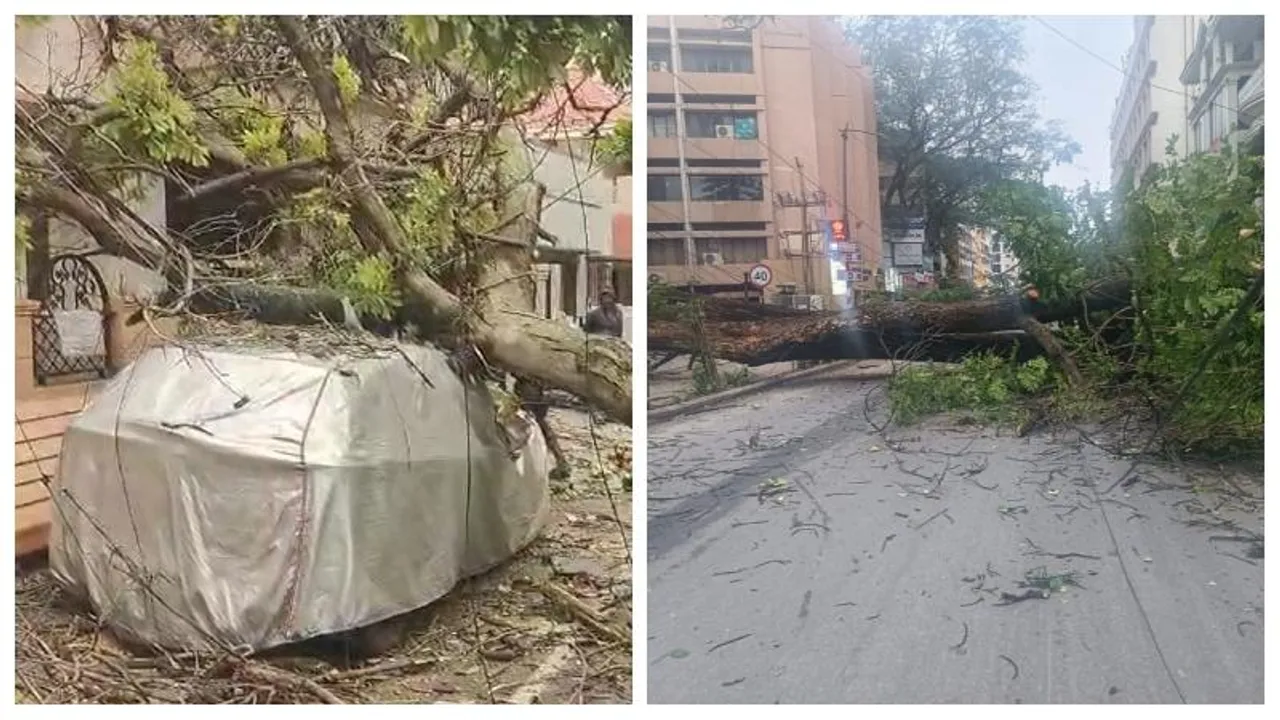 Morning chaos in Bengaluru as 3 massive trees fall amid rain fury