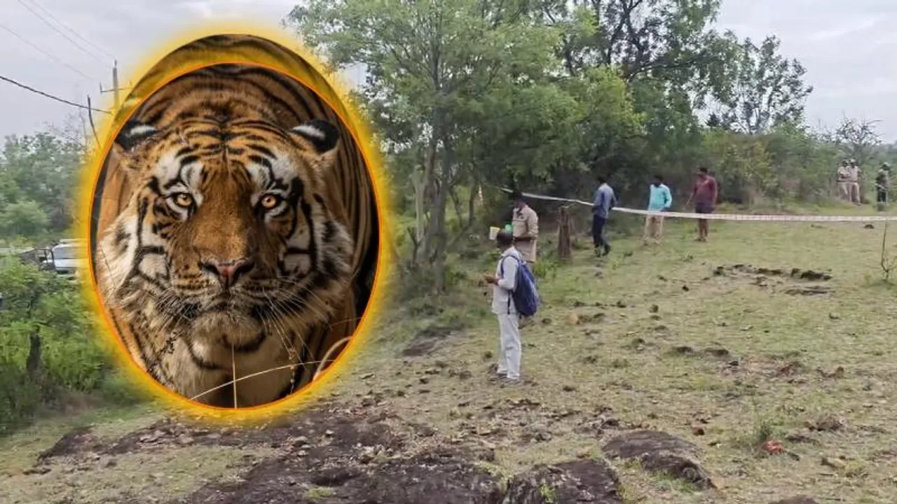 Tiger deaths in Karnataka: Officials detained father-son duo; intensely question