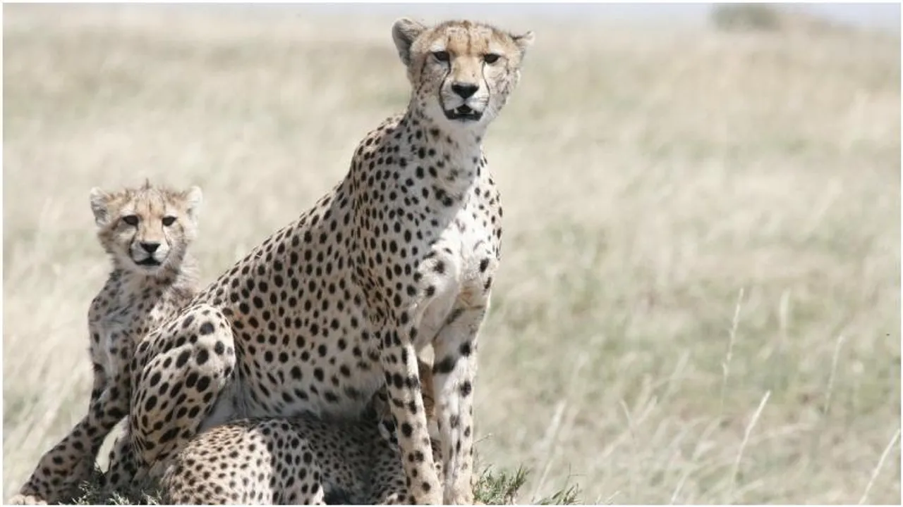 Bengaluru: Cheetahs set to arrive at Bannerghatta as BBP expands wildlife collection