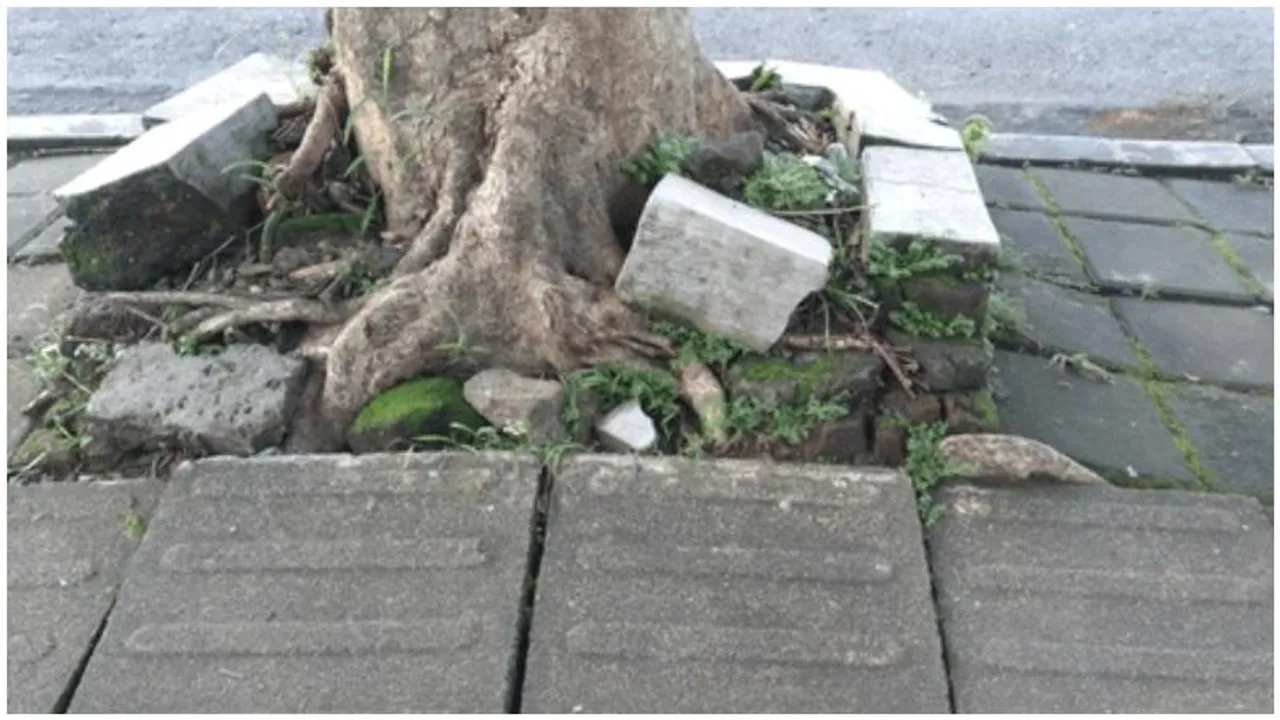 BBMP ordered to remove concrete around roadside trees to aid growth