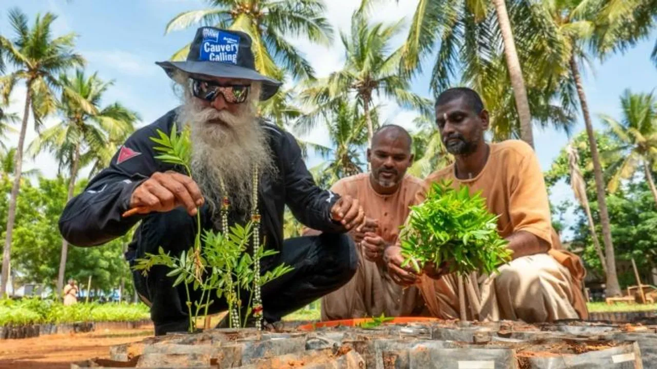 1.36 cr saplings planted in 2024–25 under Cauvery Calling, total reaches 12.2 cr