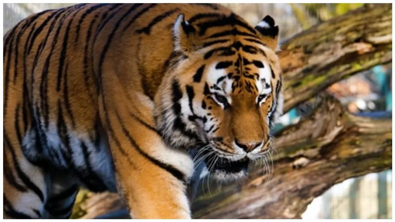 Spike in tiger deaths raises alarm in Karnataka: 18 lost in 15 months