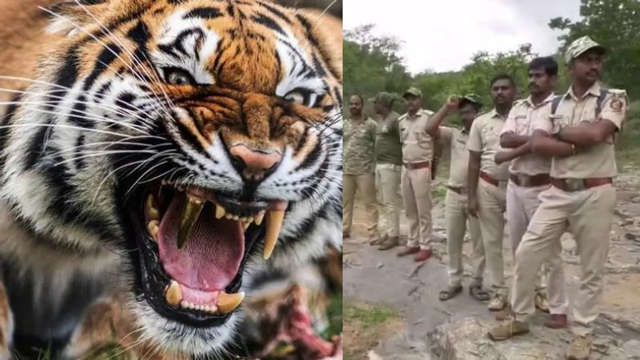Tigress and cubs found dead in Karnataka forest: Probe underway, security tightened