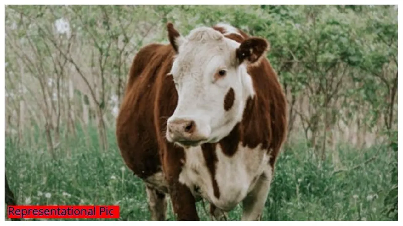 Bengaluru : Cow’s udder mutilated in heinous attack; dies after hours of surgery