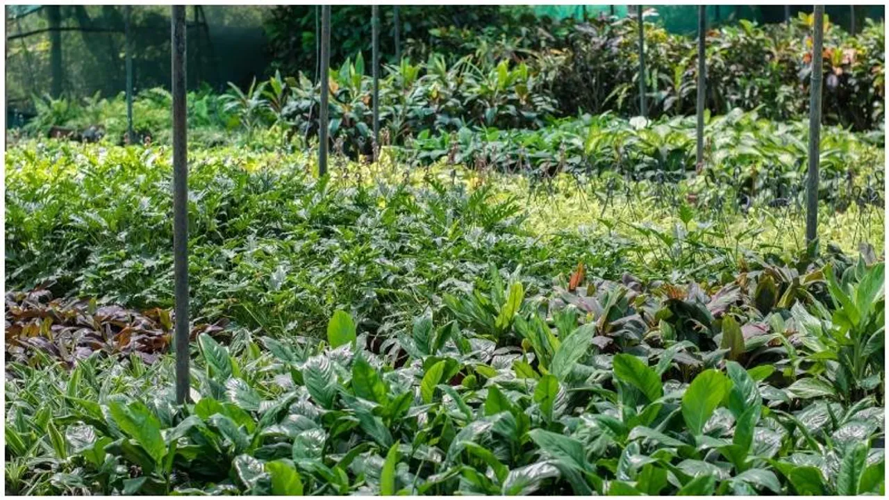 Three-day plant fair begins at GKVK campus in Bengaluru