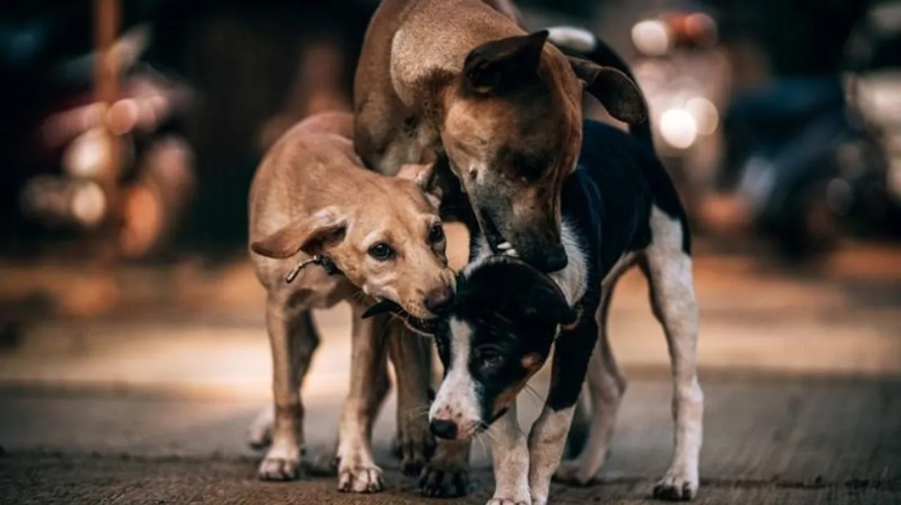 Bengaluru: BBMP's ‘Chicken Rice Bhagya’ for stray Dogs faces scrutiny amid rising attacks on residents