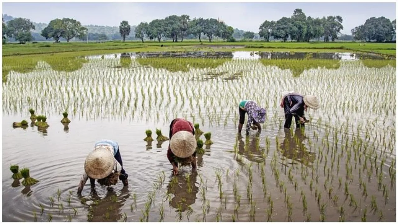 Bengaluru: UAS-B to launch paid consultancy for aspiring urban farmers