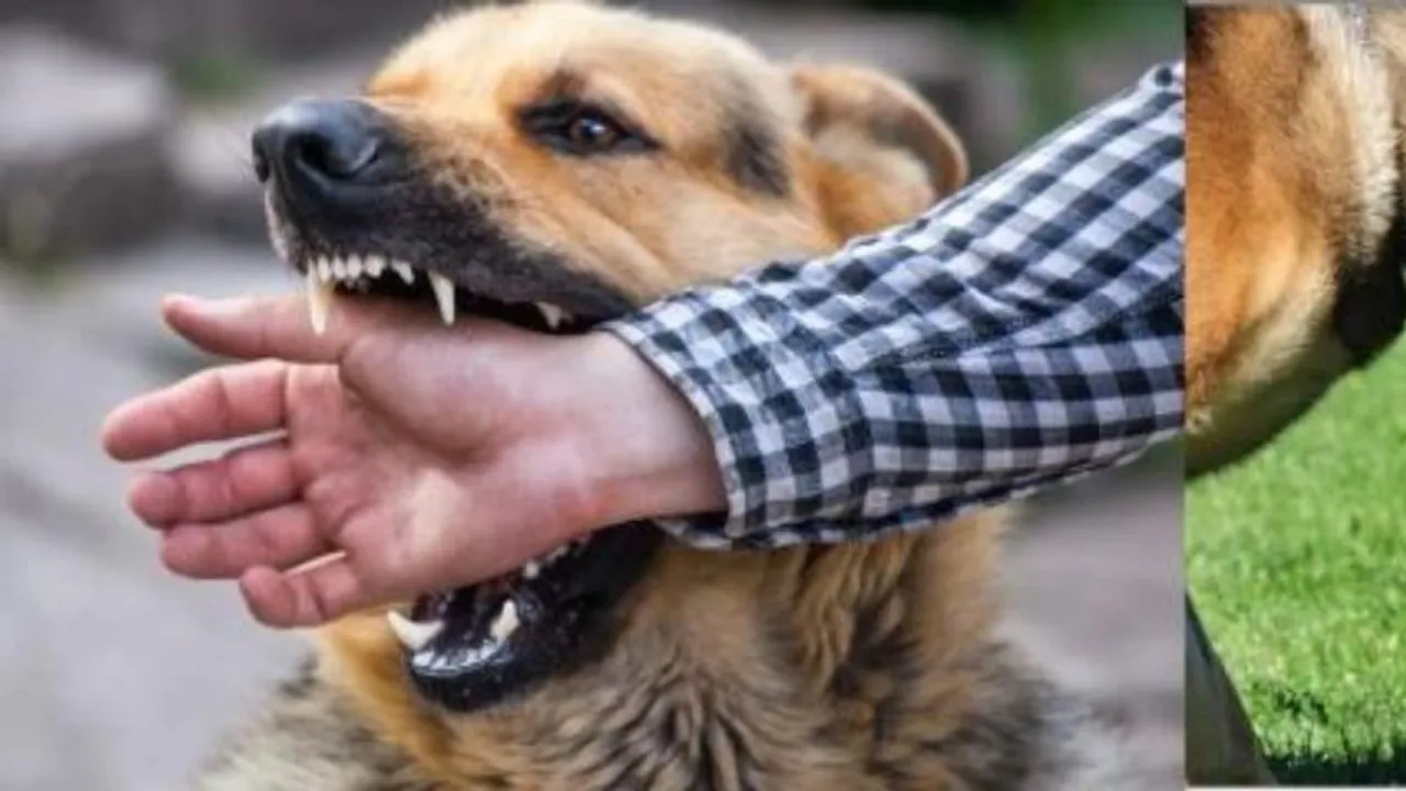 India reports over 37 lakh dog bite cases in 2024; 54 rabies deaths confirmed