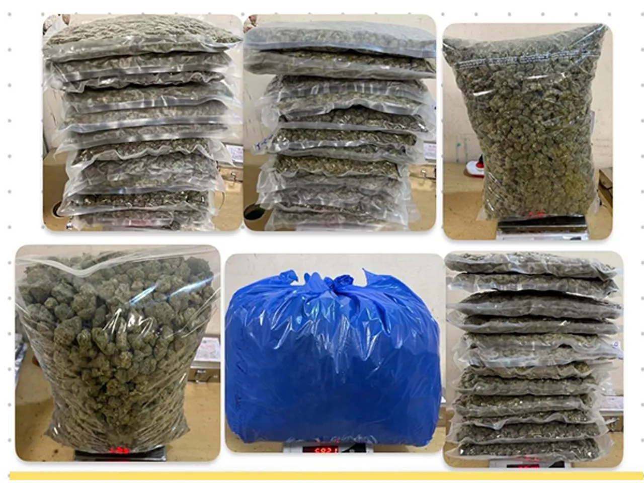 The NDPS (Hydroponic Weed) (Photo/Mumbai Customs)