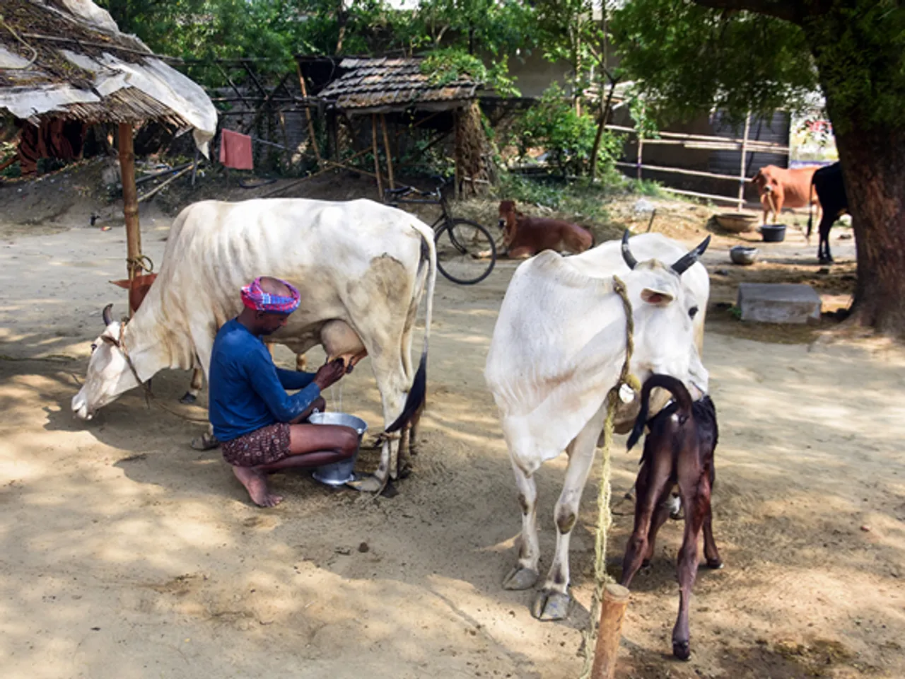 A man milks a cow in a cattle barn. (ANI Photo)