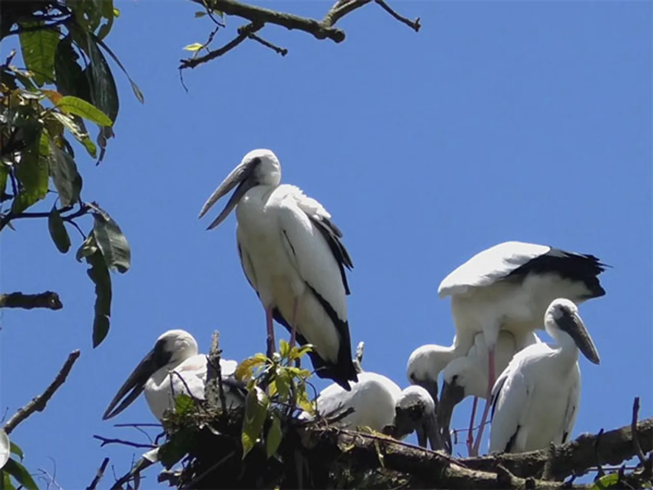 Assam's migratory birds Asian Openbill Storks (Photo/ANI)