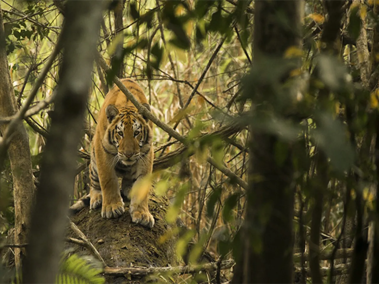 Kaziranga ranks 3rd in tiger density (Photo/Kaziranga National Park Release)