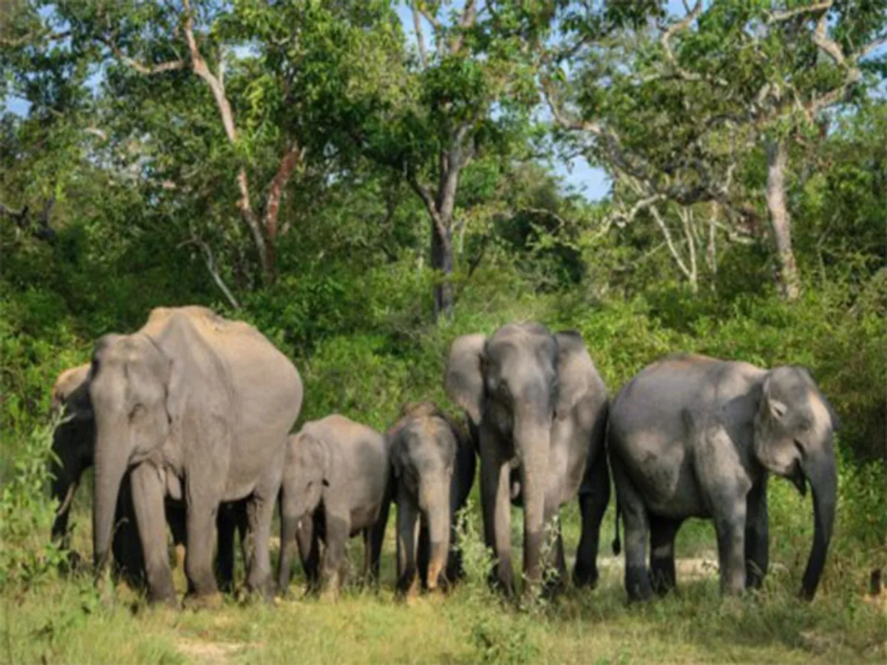 World Elephant Day 2025 to be celebrated in Coimbatore on August 12 (Photo @MoEF&CC)