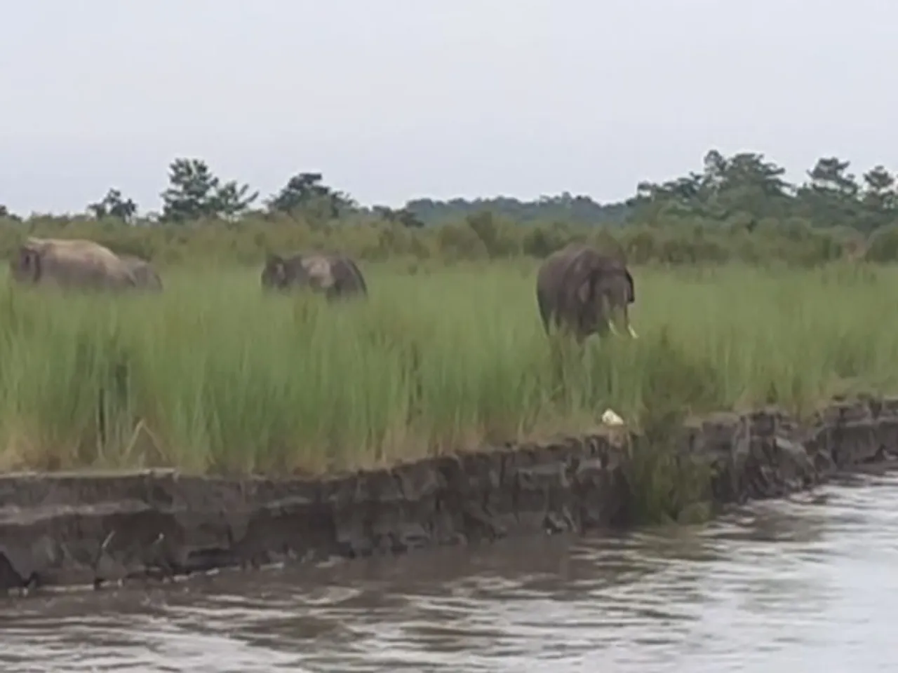 Elephants roaming in Majuli district of Assam (Photo/ANI)