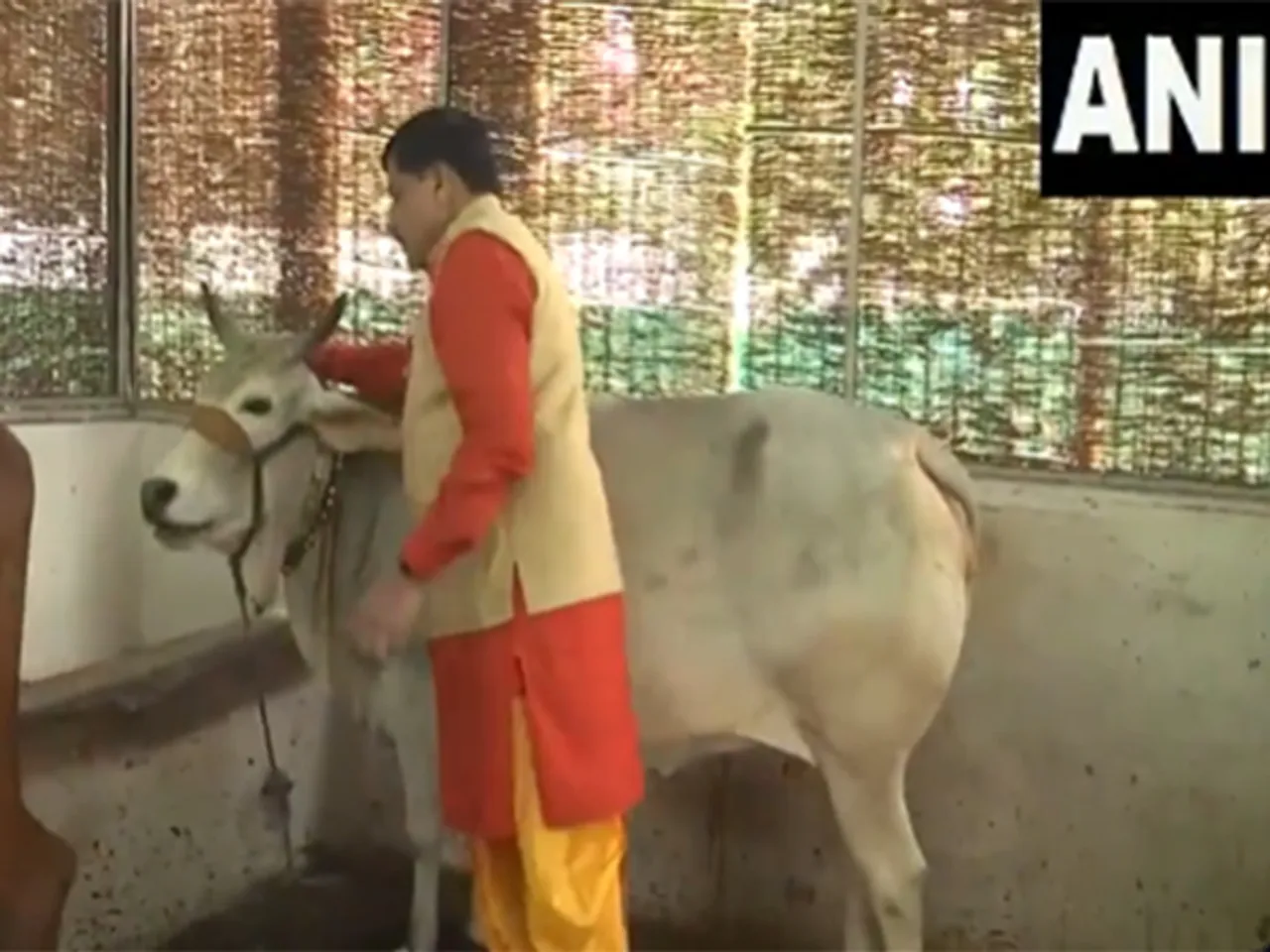 MP CM Mohan Yadav performing Gau-Seva (Photo/ANI)