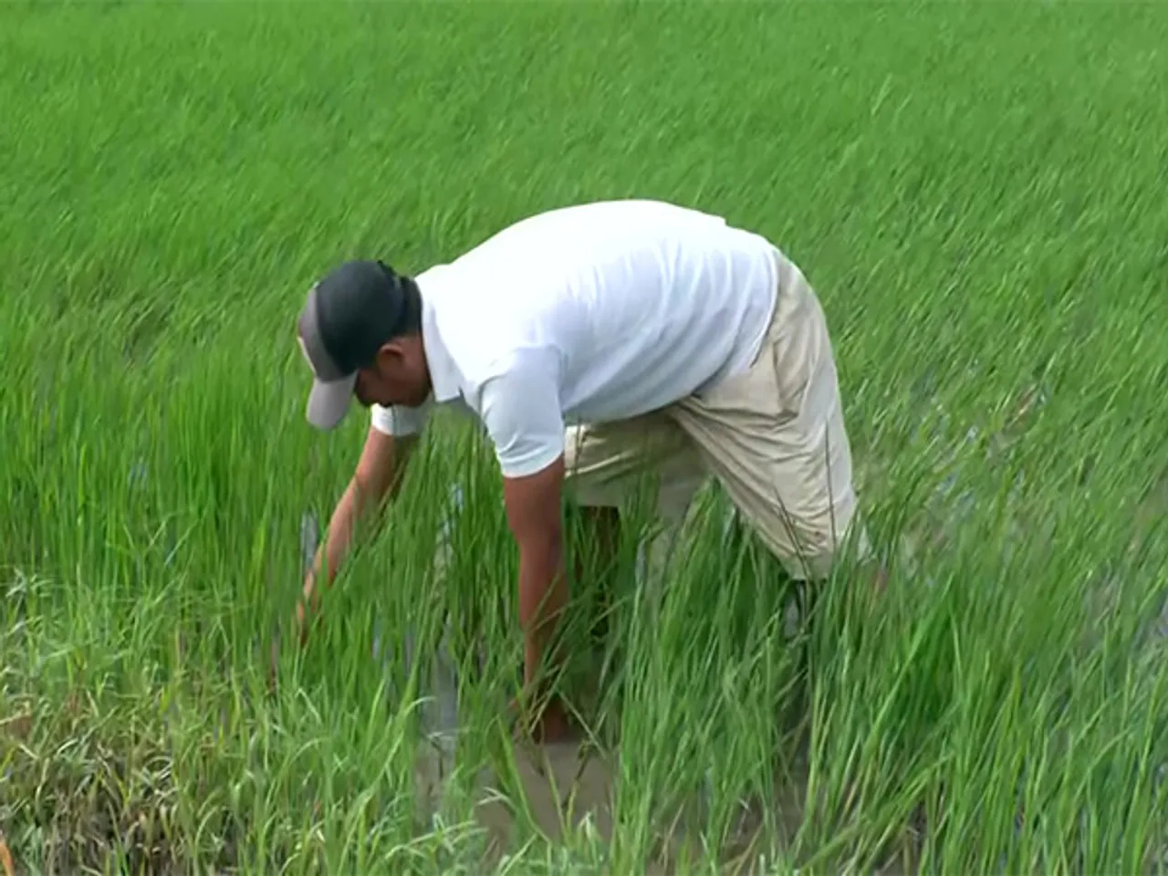 Visual of a farmer in Manipur (Photo: ANI)