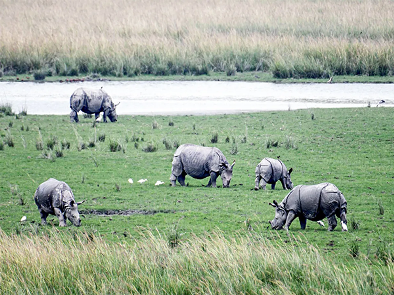 Carcass of male rhino with horn found in Pobitora Wildlife Sanctuary in Assam's Morigaon. (Photo/ANI)