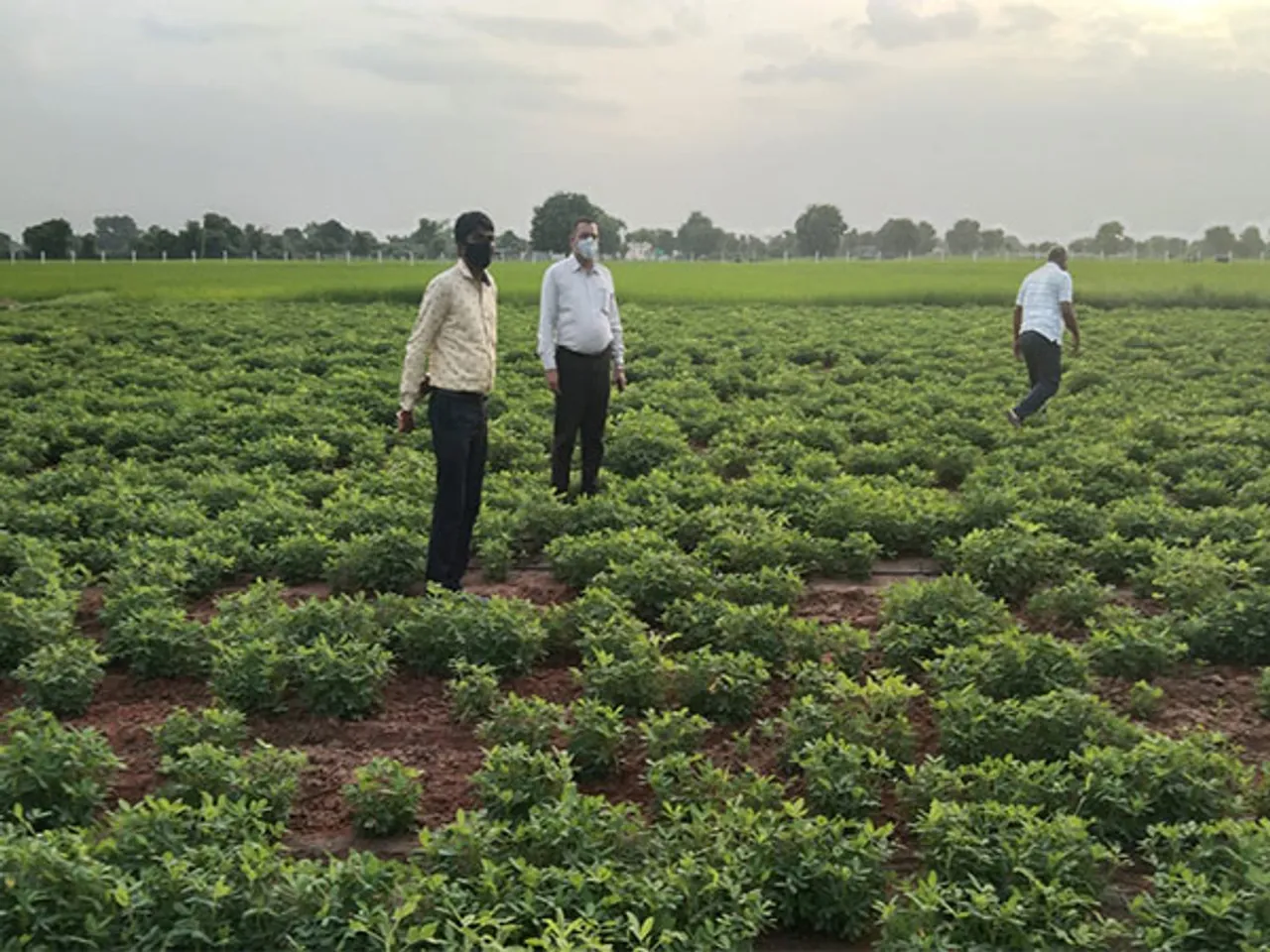 Gujarat State Seed Corporation produces high-quality seeds. (Photo/ANI)