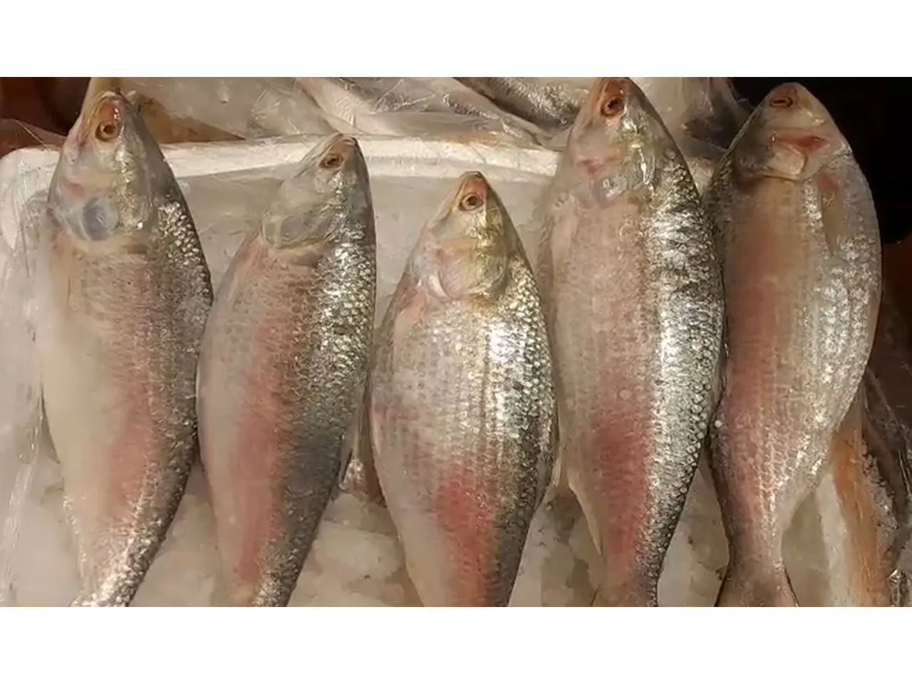 Consignment of Hilsa Fish from Bangladesh arrives at Kolkata (Photo/ANI)