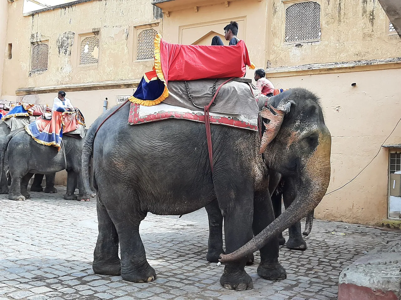 ‘Elephant in Amer Fort’, photograph : Shubhobroto Ghosh