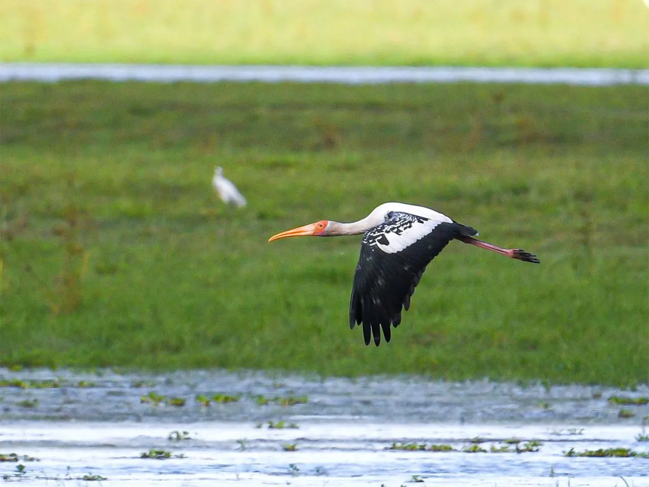 Painted Storks return to Kaziranga National Park (Photo/ X@himantabiswa)