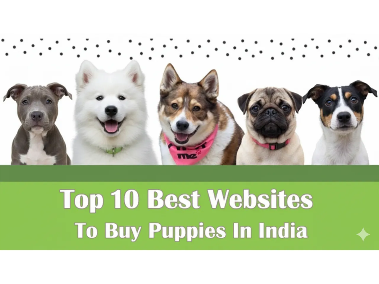 Top 10 Best Websites to Buy Puppies in India