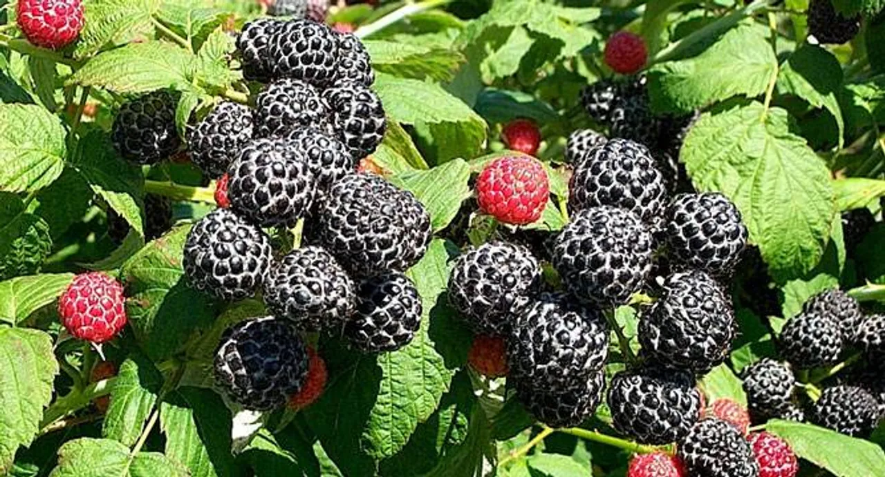 Black raspberries may be new superfood!